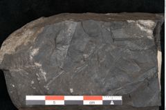 Foto (Detailansicht) von Asplenium hochstetteri Unger (NHMW-GEO-2024-0188-10304)